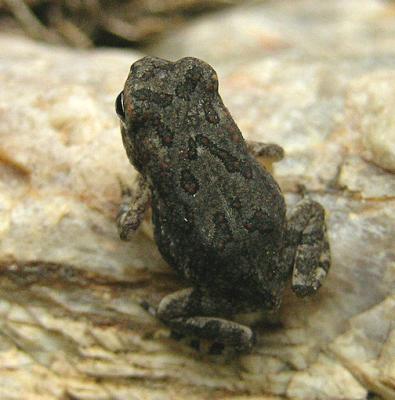 Unidentified Juvenile Toad