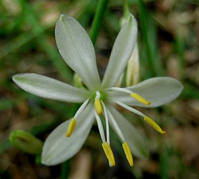 Lily, White Rain