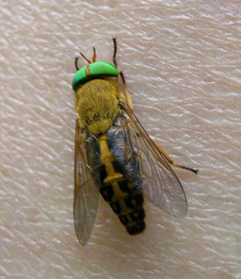 American Horse Fly