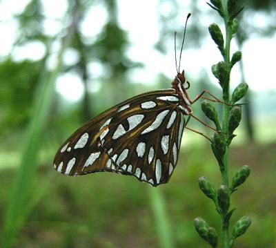 Closed wings