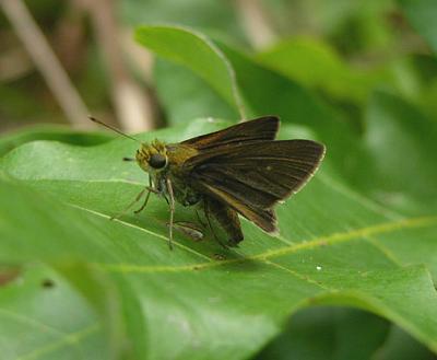Unidentified Skipper