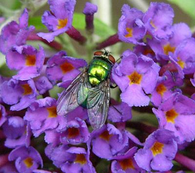 Greenbottle Fly