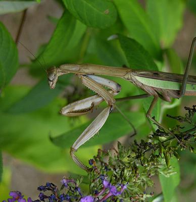 Chinese Mantid