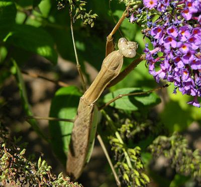 Chinese Mantid