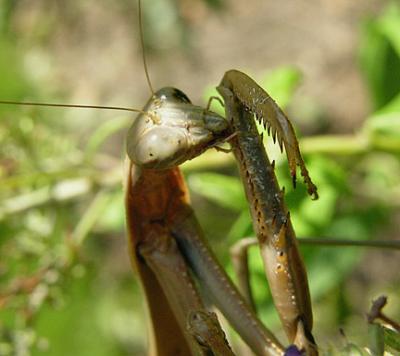 Chinese Mantid