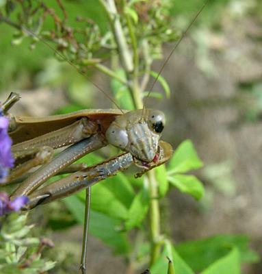 Chinese Mantid