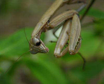 Chinese Mantid