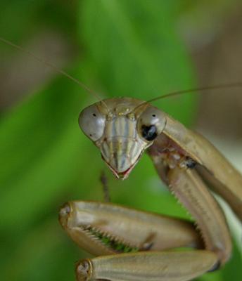 Chinese Mantid