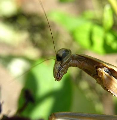 Chinese Mantid