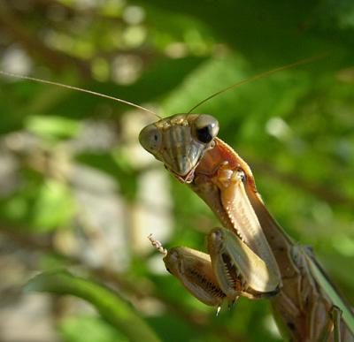Chinese Mantid