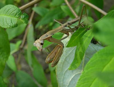 Chinese Mantid