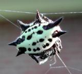 Spiny-backed Orbweaver Spider