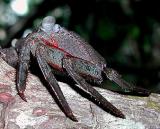 Mangrove Tree Crab