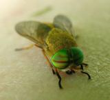 American Horse Fly