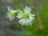 Campion, Starry