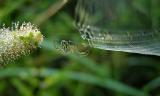 Orchard Spider