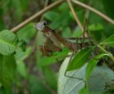 Chinese Mantid