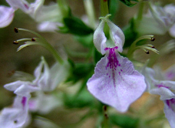 Wood Sage