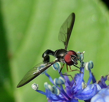 Ocyptamus spp.