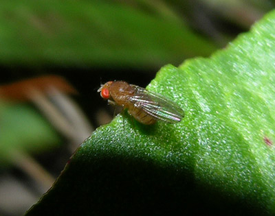 Lauxaniid Fly