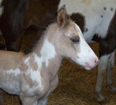 u47/lesliegra/medium/30760691.filly1B.jpg