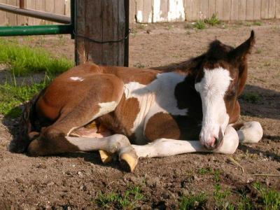 u47/lesliegra/medium/30760696.filly3B.jpg