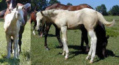 '01 palomino filly from a black QH mare
