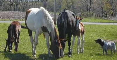 mares and '01 foals