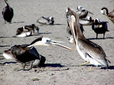 u47/lesliej/medium/30045893.brownpelicansquabble.jpg