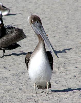 brown_pelicans_june_04