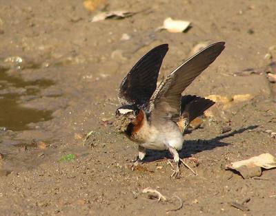 cliff swallow mouthful of mud.jpg
