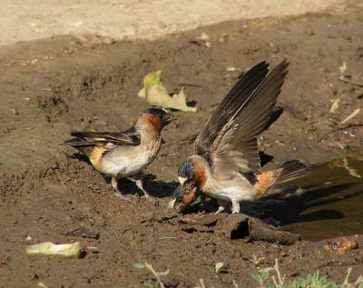 cliff swallows gathering mud.jpg