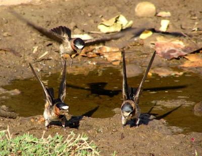 cliff swallows gathering mud 2.jpg