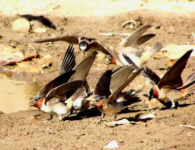 cliff swallows gathering mud 5.jpg