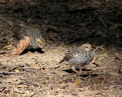 california_quail_babies