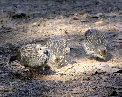 ca quail juvies kicking up dust.jpg