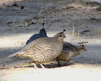 ca quail mom dad baby 2.jpg