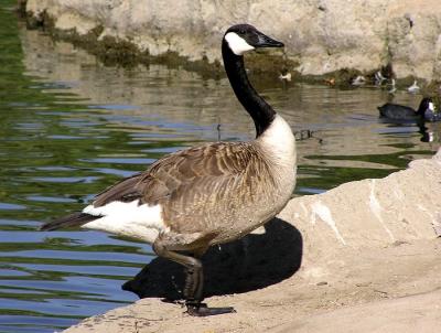 canada_goslings_simi_valley