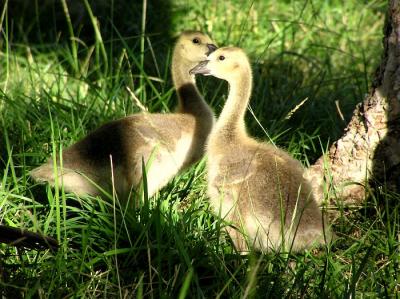 canada goslings.jpg