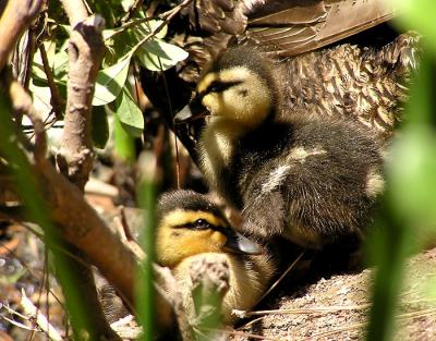 ducklings westlake.jpg
