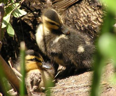 ducklings westlake 3.jpg
