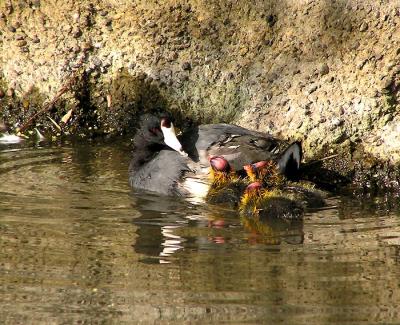 coot and babies.jpg