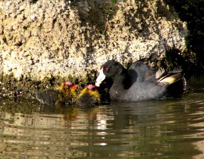 coot and babies 2.jpg