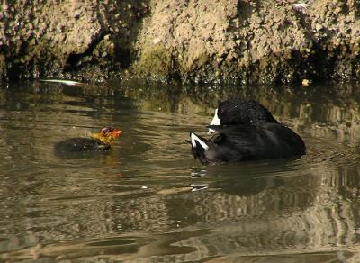 coot parent and baby.jpg
