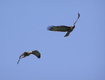 red_tail_juveniles_in_flight