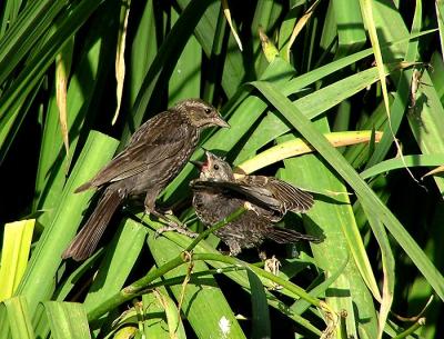 red_winged_blackbird_juveniles