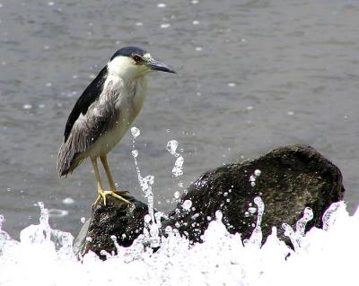 black_crowned_night_heron_san_joaquin