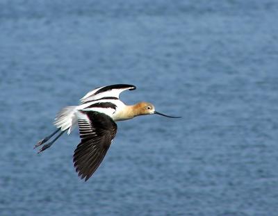 am avocet in flight.jpg