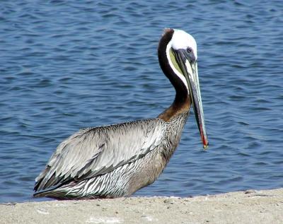 brown_pelicans_ventura_june_04
