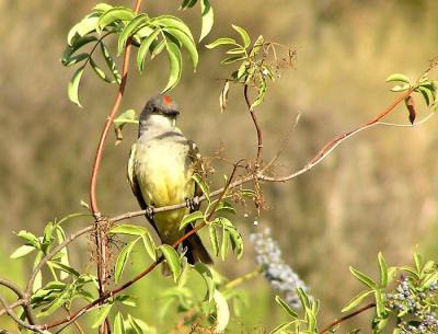 w kingbird red crown feathers.jpg